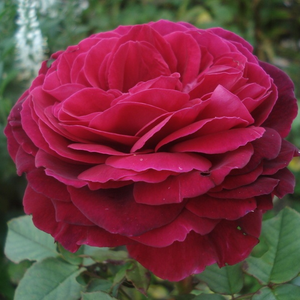 Gospel® - trandafiri - www.ioanarose.ro